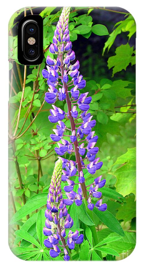 Lupine iPhone X Case featuring the photograph Lady Lupine by Elizabeth Dow