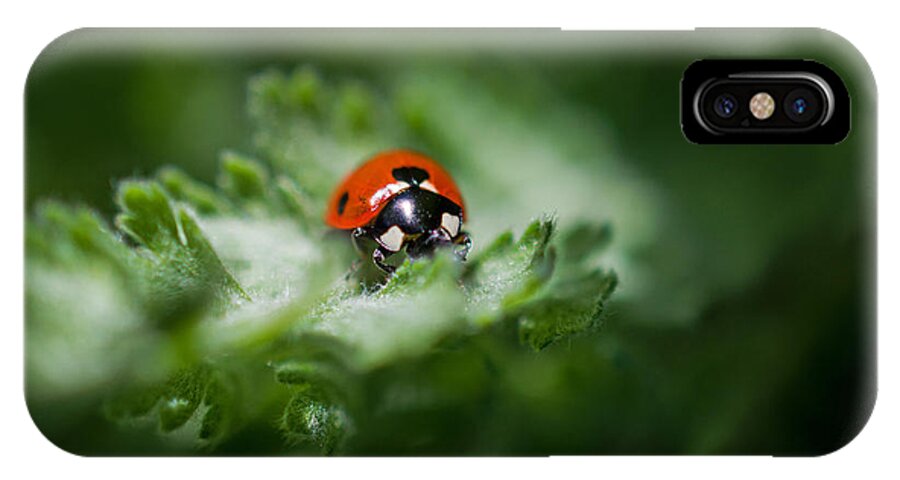 Ladybug On The Move iPhone X Case featuring the photograph Ladybug on the Move by Jordan Blackstone