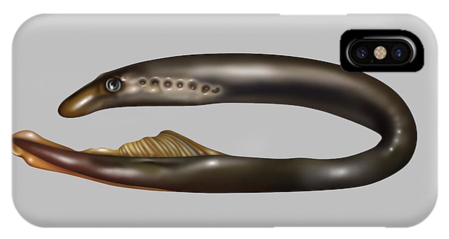 Nature iPhone X Case featuring the photograph Lamprey Eel, Illustration by Gwen Shockey