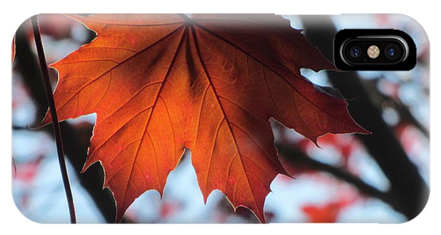 Leaf iPhone X Case featuring the photograph Leaves Backlit 2 by Anita Burgermeister