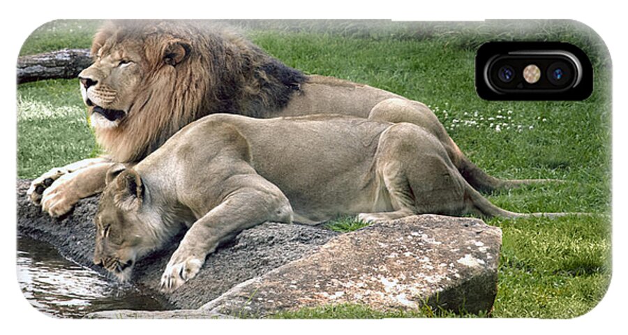 Leo iPhone X Case featuring the photograph Leo and Una - Twin Male and Female Lions at the University of North Alabama by Carol M Highsmith