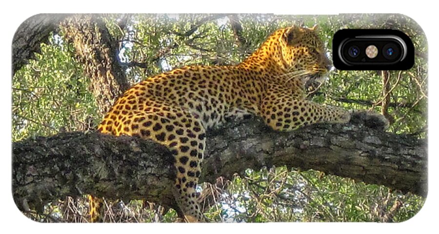 Botswana iPhone X Case featuring the photograph Leopard in a Tree by Gregory Daley MPSA