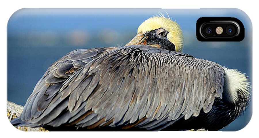 susan Molnar iPhone X Case featuring the photograph Let Sleeping Pelicans Lie by Susan Molnar