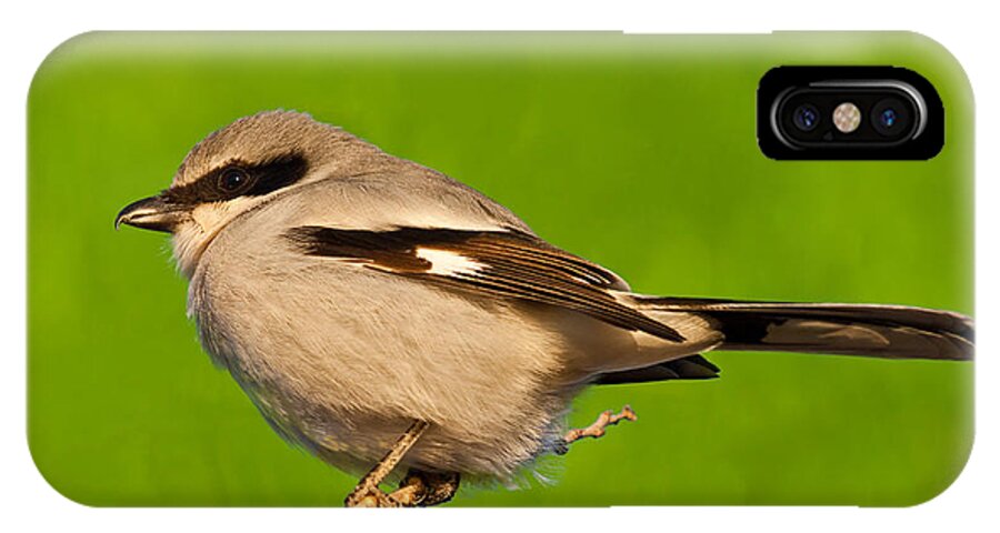 Animal iPhone X Case featuring the photograph Loggerhead Shrike by Jeff Goulden