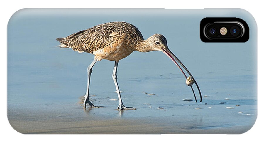 North American iPhone X Case featuring the photograph Long-billed Curlew Catching Crab by Anthony Mercieca