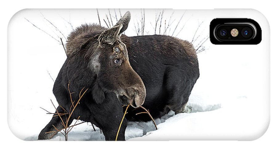 Moose iPhone X Case featuring the photograph Long Winter by Sandy Sisti