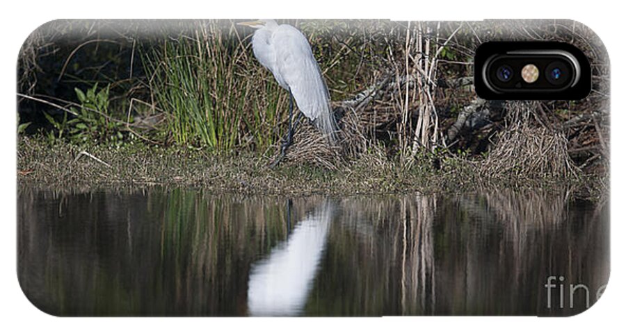 Great White Heron iPhone X Case featuring the photograph Looking for Lunch by Dale Powell