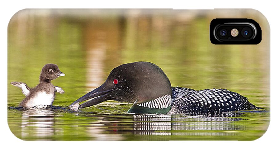 Common Loon iPhone X Case featuring the photograph Loon Chick Excited for Breakfast by John Vose