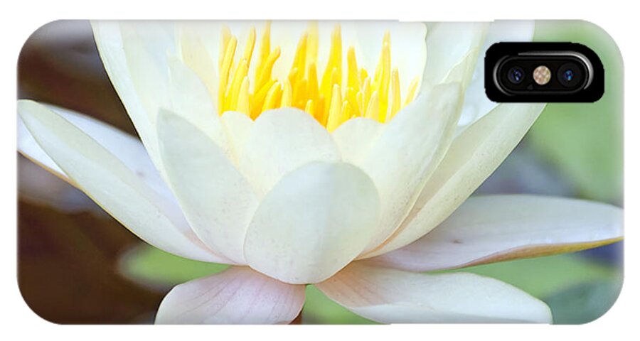 Lotus iPhone X Case featuring the photograph Lotus flower 02 by Antony McAulay
