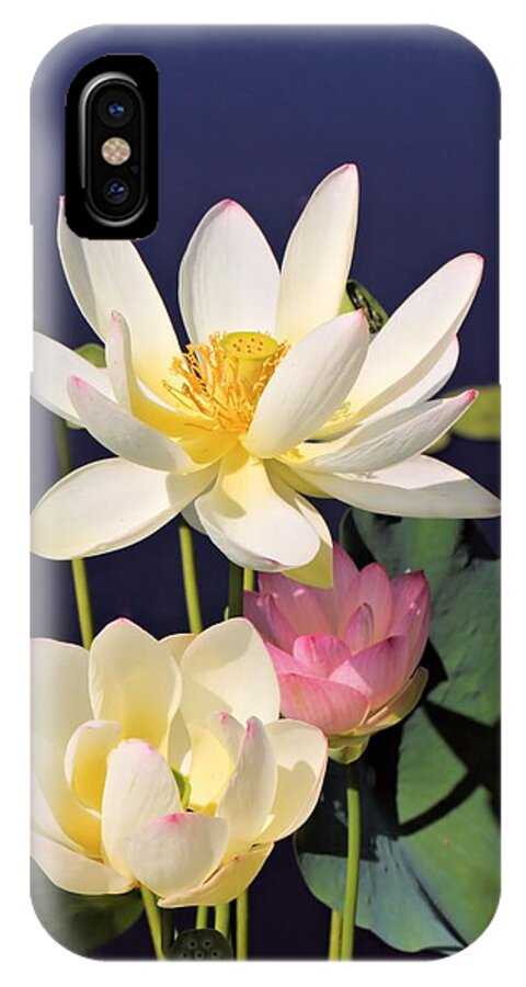 Lotus iPhone X Case featuring the photograph Lovely Lotus by Katherine White