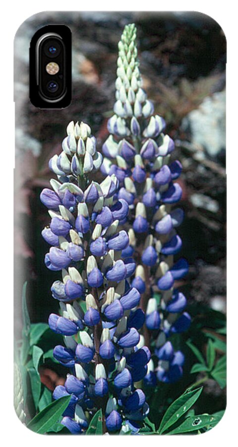 Flower iPhone X Case featuring the photograph Lupine 2 by Andy Shomock