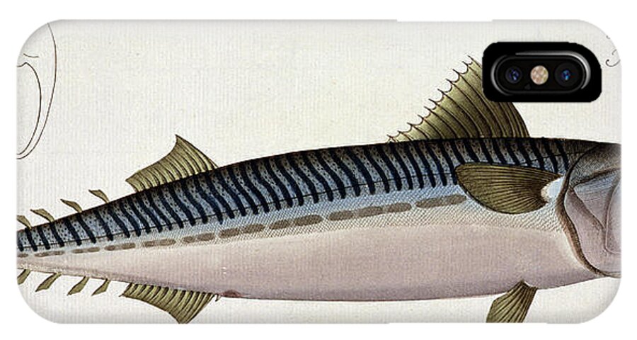 Fish iPhone X Case featuring the painting Mackerel by Andreas Ludwig Kruger