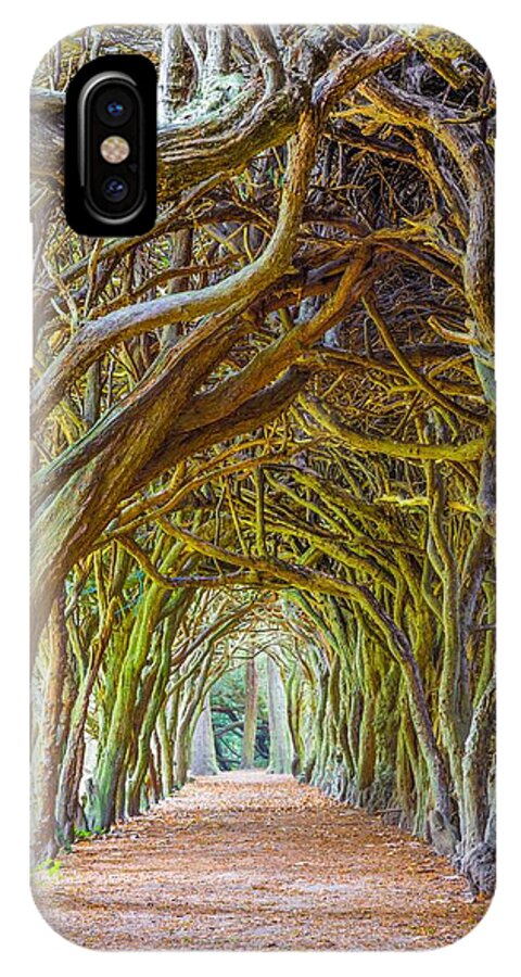 Botany iPhone X Case featuring the photograph Magic Yew by Semmick Photo