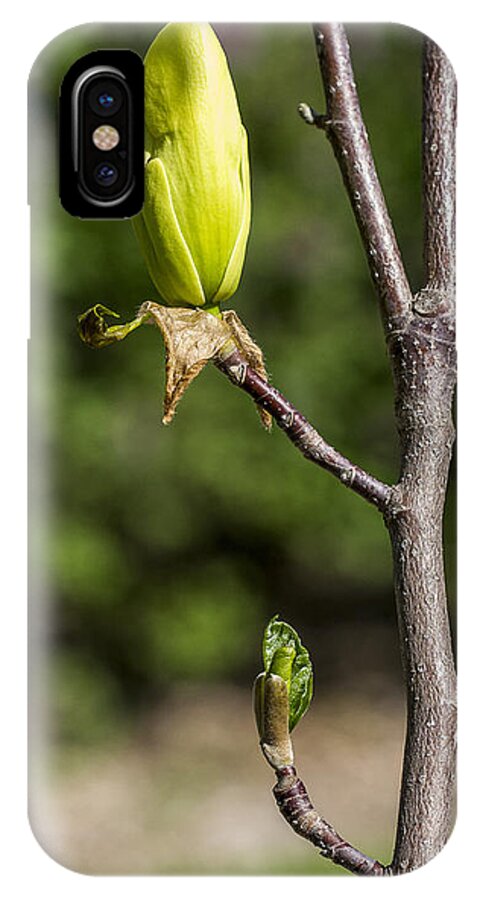 Arboretum iPhone X Case featuring the photograph Magnolia Buds by Steven Ralser