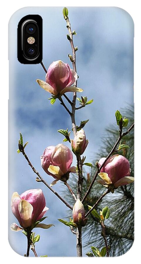 Magnolias iPhone X Case featuring the photograph Magnolias in Bud by Louise Adams