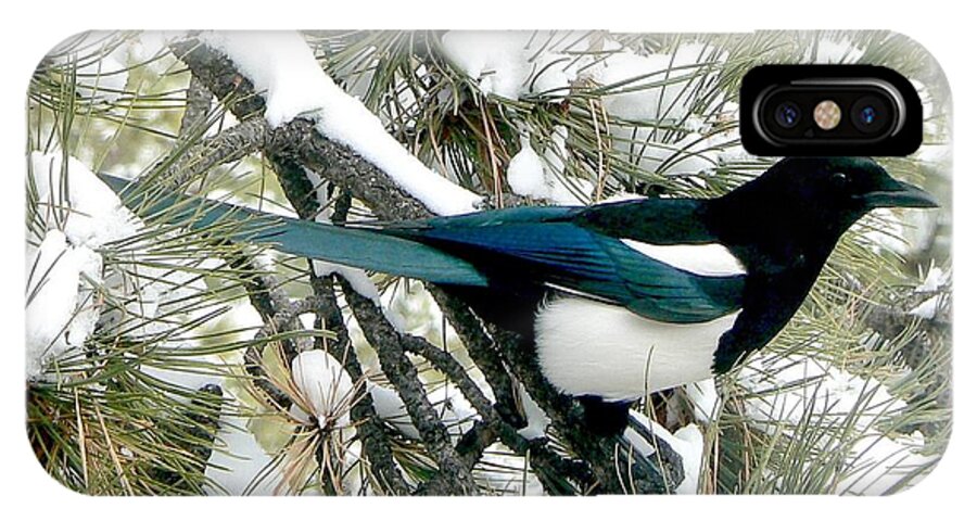Colorado iPhone X Case featuring the photograph Magpie in the Snow by Marilyn Burton