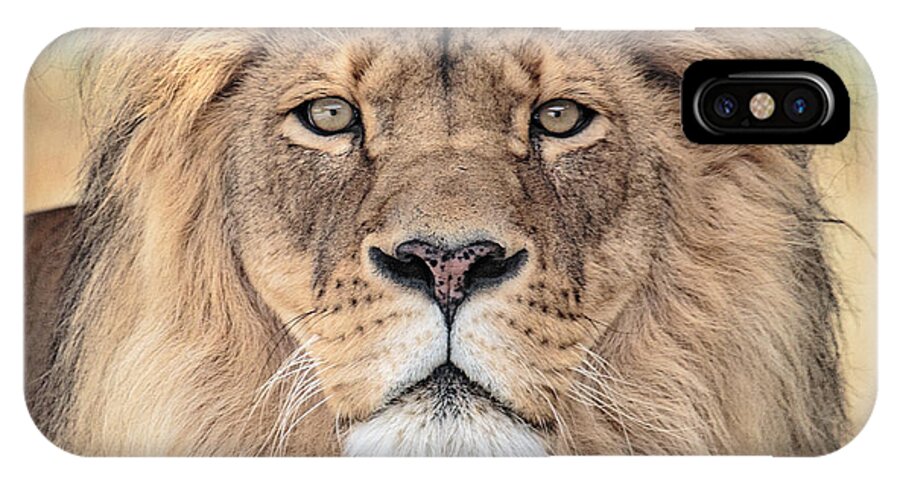 Lion iPhone X Case featuring the photograph Majestic King by Everet Regal