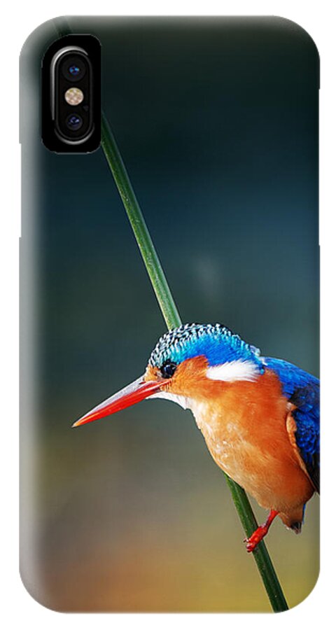 #faatoppicks iPhone X Case featuring the photograph Malachite Kingfisher by Johan Swanepoel