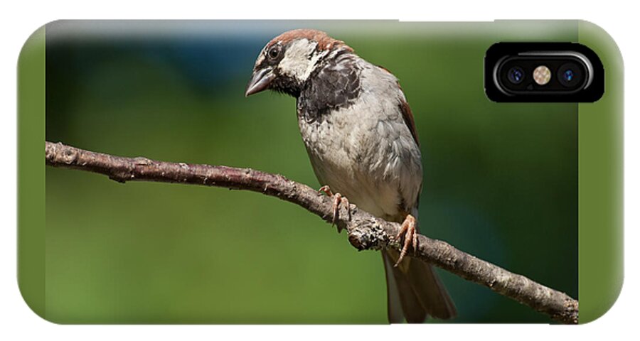 Animal iPhone X Case featuring the photograph Male House Sparrow Perched in a Tree by Jeff Goulden