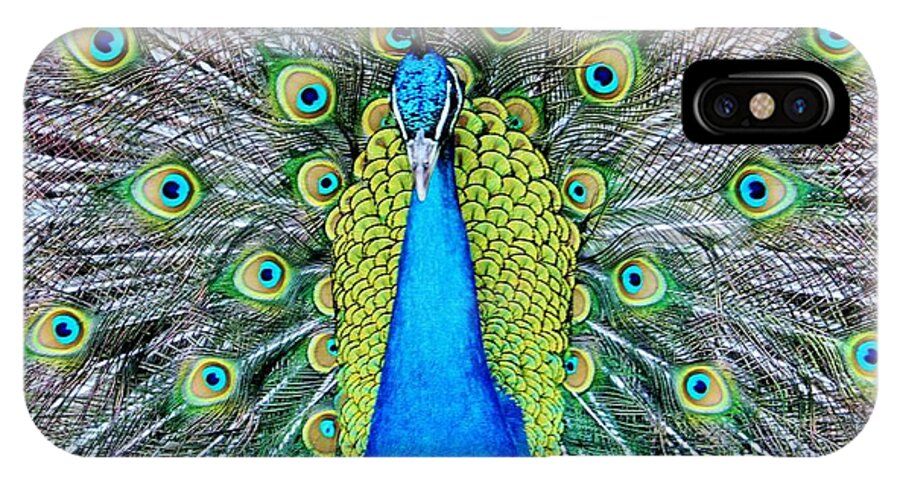 Male iPhone X Case featuring the photograph Male Peacock by Cynthia Guinn