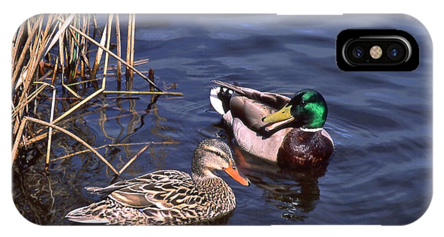 Birds iPhone X Case featuring the photograph Mallard Mates by Ginny Barklow