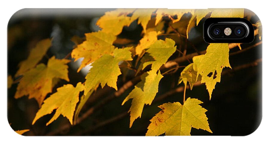 Maple iPhone X Case featuring the photograph Maple Leaves - B by Jesse Chitwood