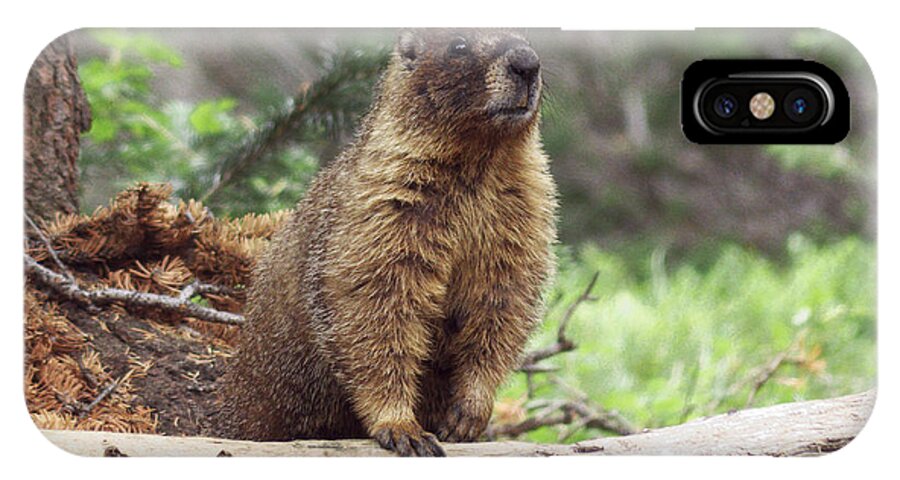 Marmot iPhone X Case featuring the photograph Marmot by Thomas Samida