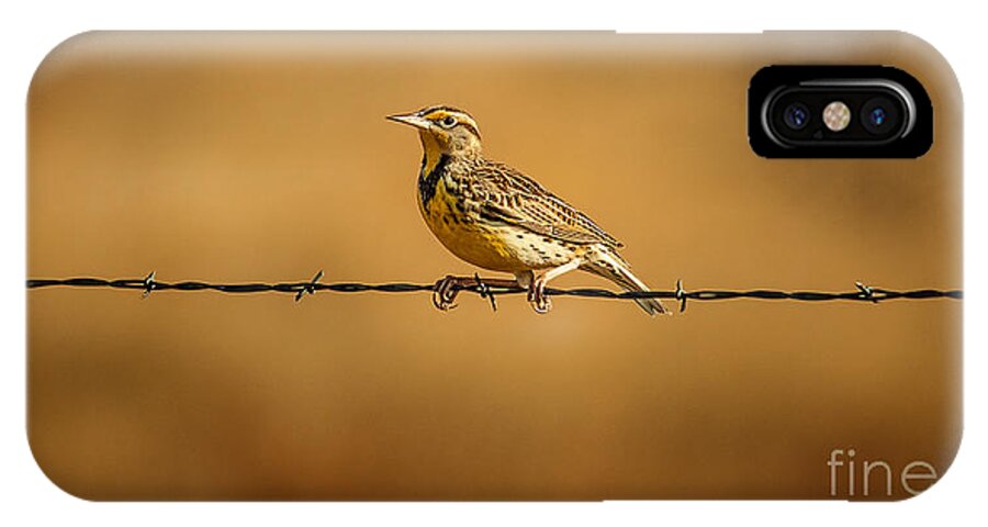 Wildlife iPhone X Case featuring the photograph Meadowlark And Barbed Wire by Robert Frederick