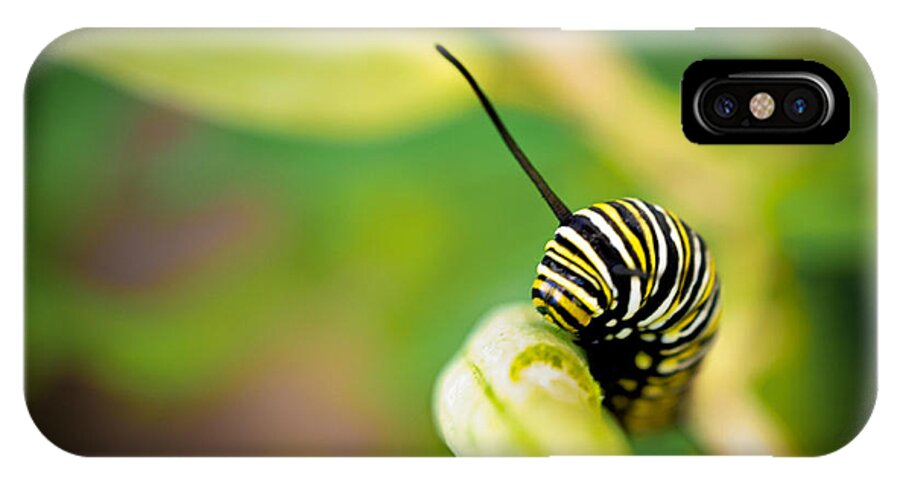 Striped Caterpillar iPhone X Case featuring the photograph Monarch Offspring by TK Goforth
