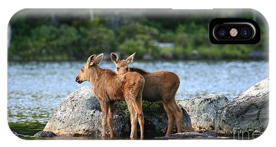 Moose Calves iPhone X Case featuring the photograph Moose Calves in Maine by Jeannette Hunt