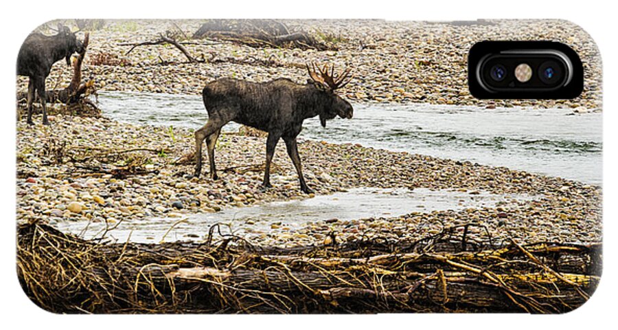 Moose iPhone X Case featuring the photograph Moose Crossing River No. 1 - Grand Tetons by Belinda Greb