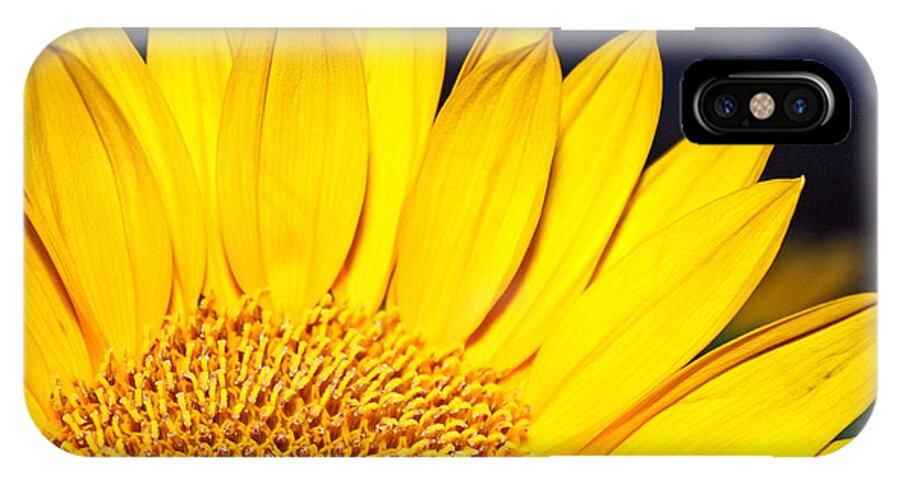 Flower iPhone X Case featuring the photograph Morning Sunshine by Kelly Holm