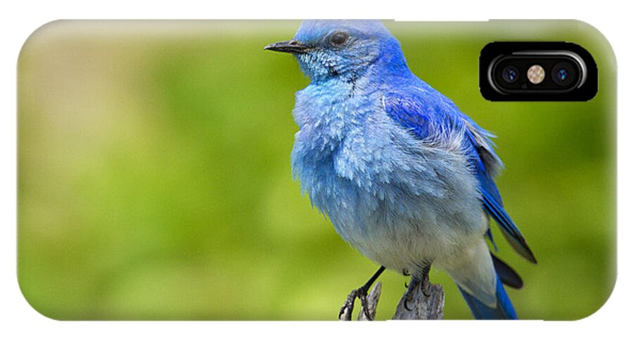 Mountain Bluebird iPhone X Case featuring the photograph Mountain Bluebird by Aaron Whittemore