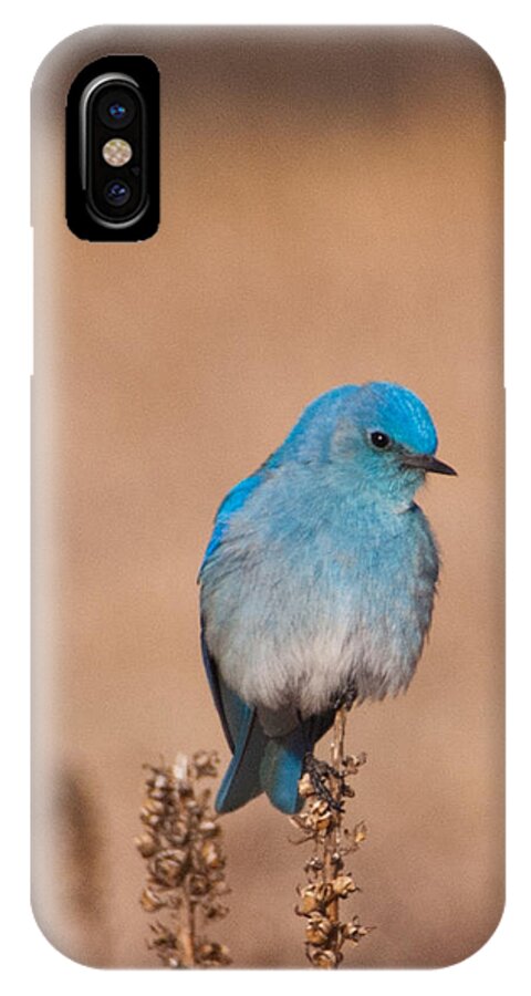 Mountain Bluebird iPhone X Case featuring the photograph Mountain Bluebird by Cascade Colors