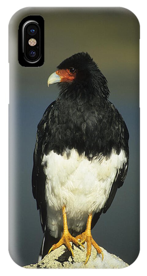 Birds iPhone X Case featuring the photograph Mountain caracara by James Brunker