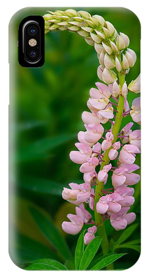 Lupine iPhone X Case featuring the photograph Nature Takes a Bow by Darylann Leonard Photography