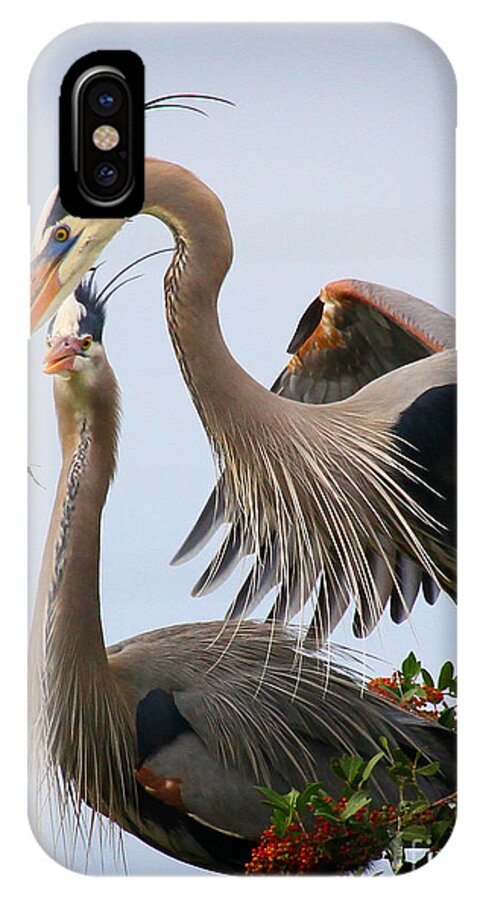 Great Blue Heron iPhone X Case featuring the photograph Nestbuilding by Barbara Bowen