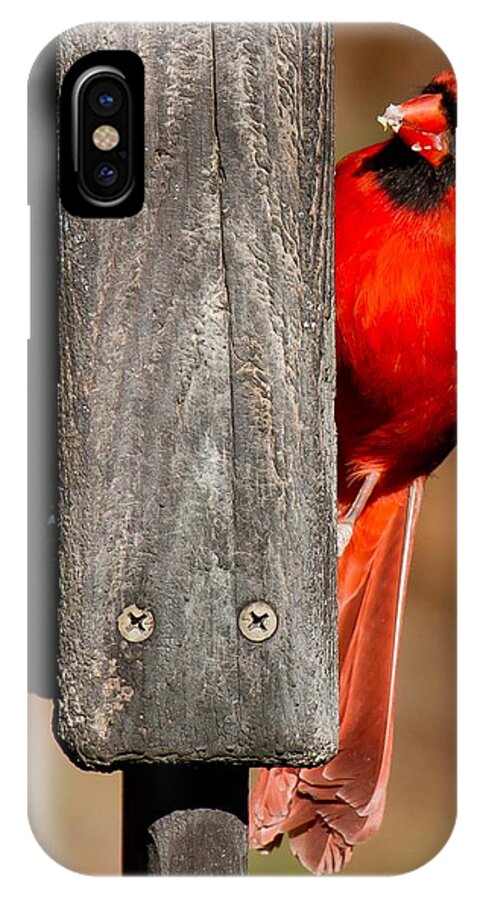 Northern Cardinal iPhone X Case featuring the photograph Northern Cardinal by Robert L Jackson