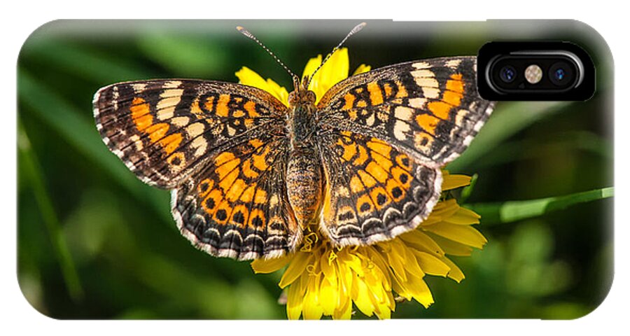 Beautiful Butterfly iPhone X Case featuring the photograph Northern Crescent Butterfly by Victor Culpepper