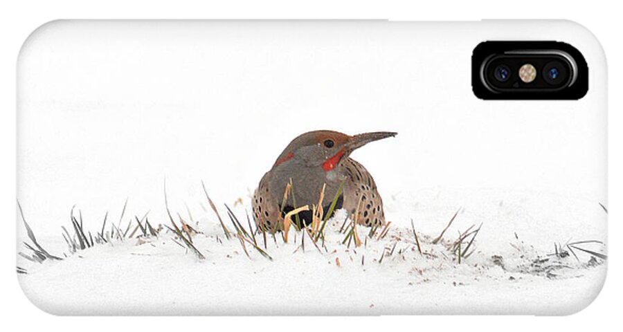 Northern Flicker iPhone X Case featuring the photograph Northern Flicker by Al Swasey