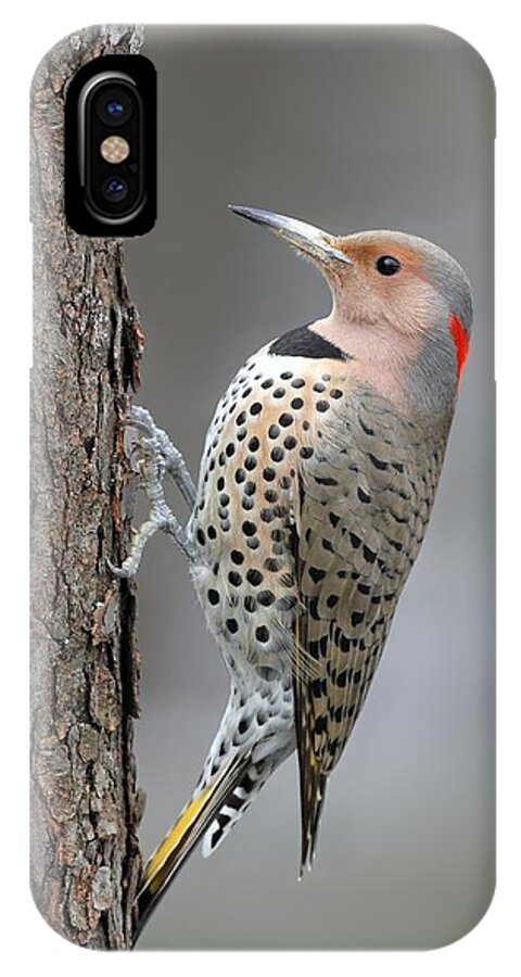 Northern Flicker iPhone X Case featuring the photograph Northern Flicker by Daniel Behm