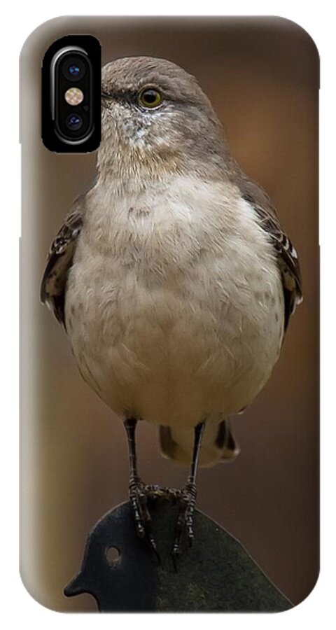 Northern Mockingbird iPhone X Case featuring the photograph Northern Mockingbird by Robert L Jackson