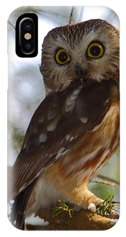 Owl iPhone X Case featuring the photograph Northern Saw-whet Owl II by Bruce J Robinson