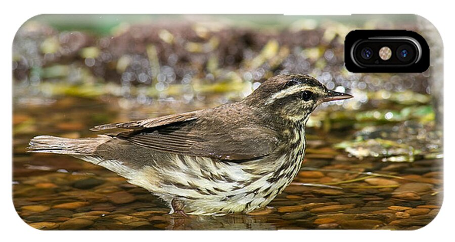 Northern Waterthrush iPhone X Case featuring the photograph Northern Waterthrush by Anthony Mercieca