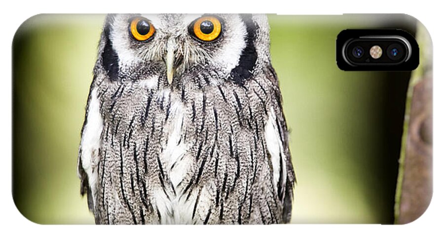 Nature iPhone X Case featuring the photograph Northern white faced owl by Ian Merton