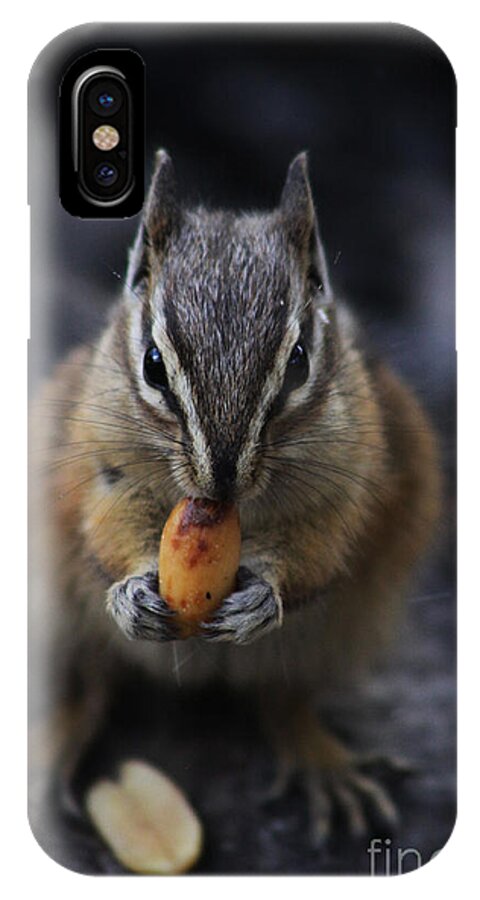 Squirrel iPhone X Case featuring the photograph Nuts by Alyce Taylor