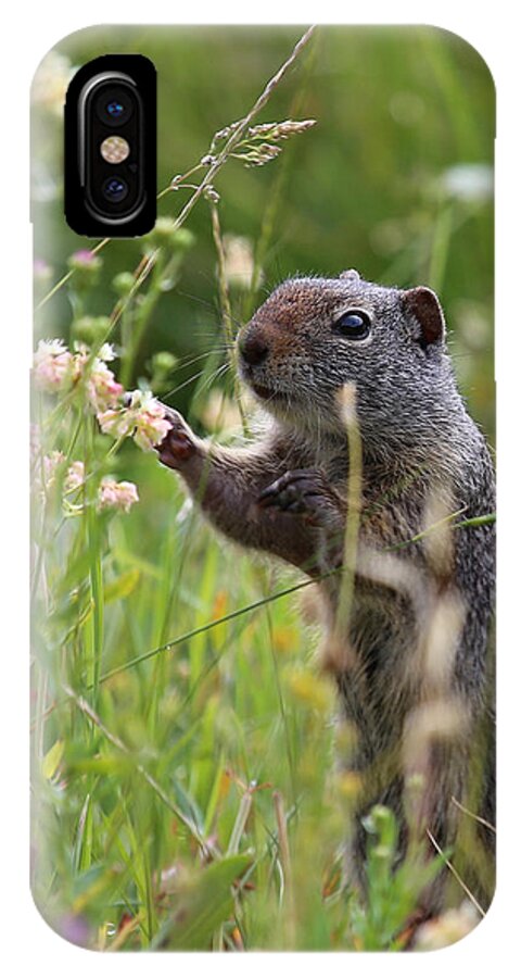 Squirrel iPhone X Case featuring the photograph Oh These Are Pretty by Marty Fancy