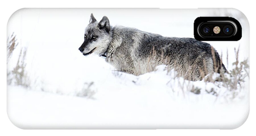 Gray Wolf iPhone X Case featuring the photograph Ole Blue Eyes by Deby Dixon