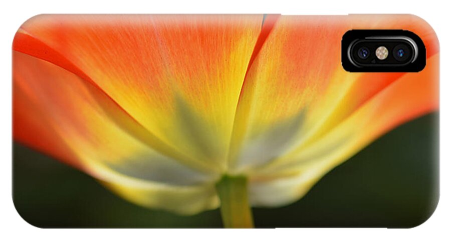 Tulip iPhone X Case featuring the photograph One Tulip by JoAnn Lense