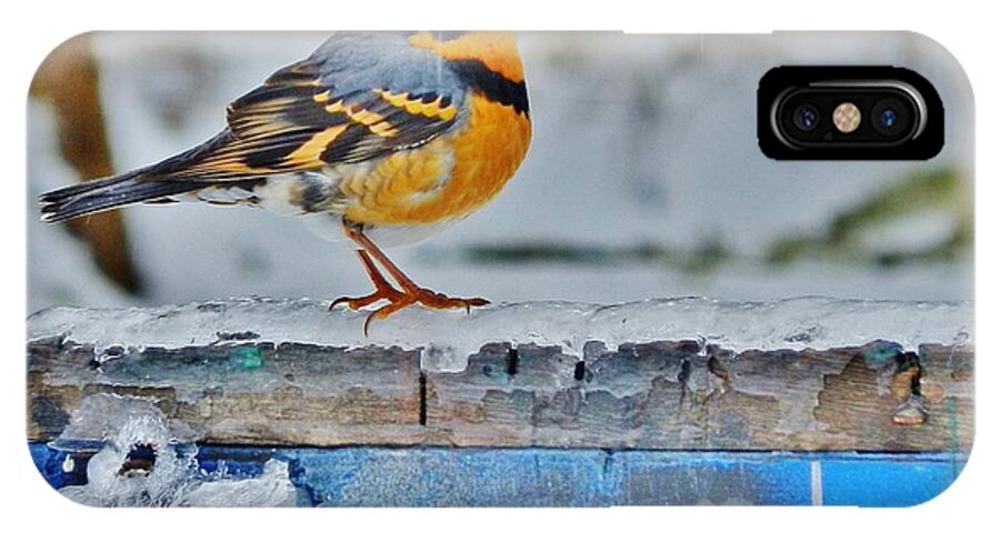 Bird iPhone X Case featuring the photograph Orange Blue and Sleet by VLee Watson